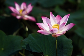 荷塘粉色荷花盛开图片